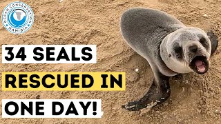 34 Seals Rescued In One Day [upl. by Plate]