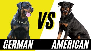 German Rottweiler vs American Rottweiler  Compare and Contrast the Rottweiler [upl. by Swirsky686]