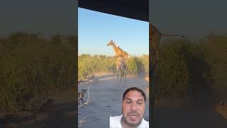 Lion Rides Giraffe to Bring it Downshortstrendingyoutubeshortswildlifeanimalsfunnyanimal [upl. by Yllet]