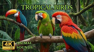 Tropical birds in the rainforest  tropical birds singing  Lichila [upl. by Ecirtra898]