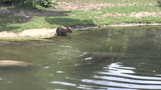 Badespaß für kleines Wasserschwein im Tiergarten Schönbrunn [upl. by Henderson]