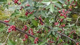 Autumn Olive Berry Identification [upl. by Zetroc]