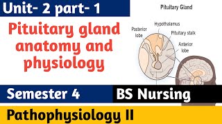 Pituitary gland anatomy amp physiology in hindi  Hormones  structure  functions  locations [upl. by Aldo]