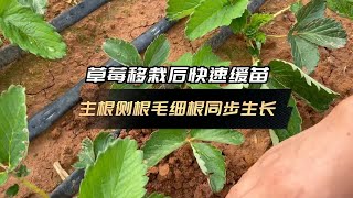 微生物菌剂云南永仁草莓使用翠姆根碧多微生物菌剂，苗齐苗壮，根系健壮发达 [upl. by Wing]