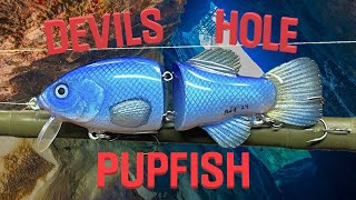 Making the Rarest Fish in the World  Devils Hole PupFish [upl. by Trenton]