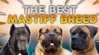 The BEST MASTIFF Dog Breed For First Time Owners [upl. by Leidba]