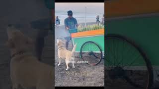 Smelling dog coimbatore chennai dogs [upl. by Nealson394]