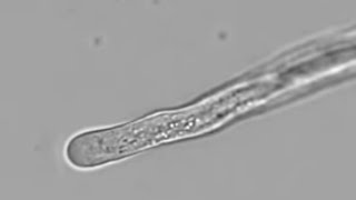 Petunia Pollen Tube Growth with Cytoplasmic Streaming  Cyclosis [upl. by Adilen]