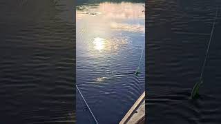 Missed top water strike on a beautiful day in Mosquito Lagoon kayakfishing outdoors fishing [upl. by Germann35]