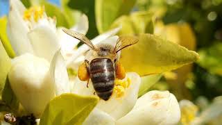 APIS Mellifera Intermissa  Labeille Maroccaine [upl. by Harragan]