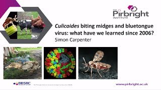 Culicoides biting midges and bluetongue virus transmission What have we learnt since 2006 [upl. by Angus]