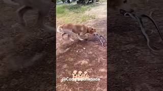 Cachorro pegando cobra animais [upl. by Anos272]