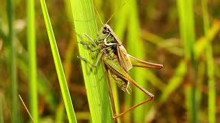 Sound of Grasshoppers  Stridulation [upl. by Atiuqcir686]