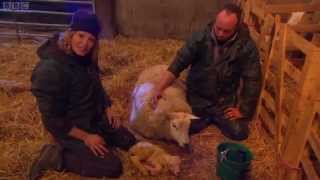 Lambing Live 2011  Episode 1 [upl. by Haugen]