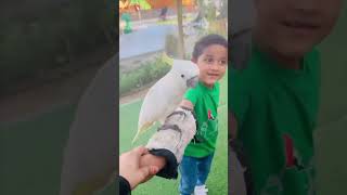 Zoo animals🥰 youtubeshortsfirstvlogdubailifetrendingreelszooanimalsforkids cakezooanimals [upl. by Hoseia394]