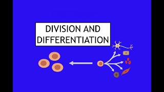 11 Division and Differentiation Section 1 Somatic and Germline Cells [upl. by Anita996]