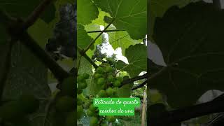 Retirando o quarto caicho de 🍇 uva [upl. by Amlas]