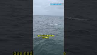 Orcas cazando focas en la Bahía de Monterrey CA [upl. by Amal831]