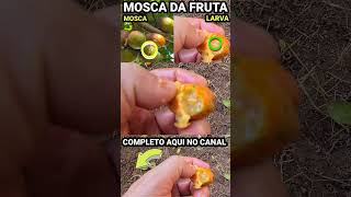 MOSCA DA LARVA DA FRUTA COMO SE LIVRA DELAS [upl. by Attenoj963]