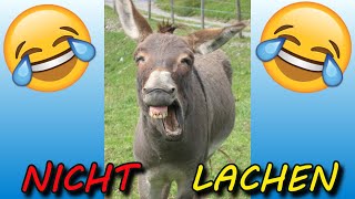 VERSUCHE NICHT ZU LACHEN  🤣🤣🤣 33 [upl. by Airekahs]