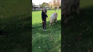 Met a lil Shetland today ❤️ cutepony shetland equestrian pony leading funny shetlandpony [upl. by Ahsircal]