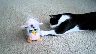 Cat vs Furby [upl. by Janot]