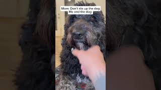 Riling up our dogs is mandatory 🤷🏻‍♂️ dogdad dogfunny funnydogvideo dogcomedy dogparent dogs [upl. by Rhu940]