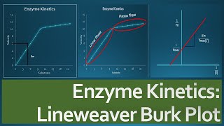 Derivation of Enzyme Kinetics for Noncompetitive Inhibition [upl. by France281]