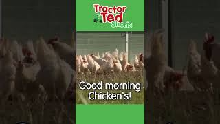 Good Morning Chickens  Tractor Ted Shorts  Tractor Ted Official Channel [upl. by Main810]