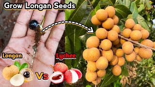 Longan Fruit  How To Grow Longan From Seeds  Litchi Fruit [upl. by Ahsauqal]