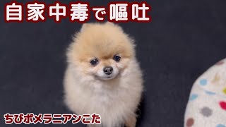 ストレスで嘔吐するポメを心配する飼い主をよそに一発かまされました [upl. by Darcey]