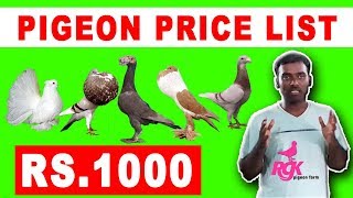 PIGEON PRICE LIST PART 1 [upl. by Nuy]