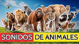 Sonidos de Animales para Niños 🎶  Animales de Granja y Salvajes Relajantes [upl. by Holms]