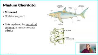 Phylum Chordata [upl. by Animsay383]