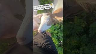 bulharsko bulgaria farmerlife zivotvbulharsku funnyvideo życiewbułgarii życierolnika [upl. by Acila]