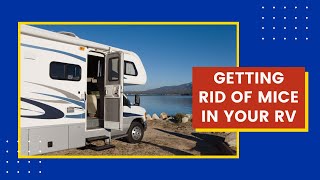 Get Rid of Mice in RVs  Interview with an RV Dealership Owner [upl. by Irot]