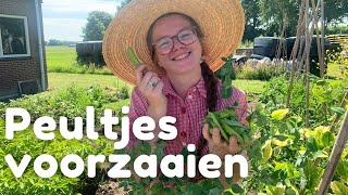 Peulen voorzaaien  Een moestuin in een rijtjeshuis [upl. by Ambrosia]