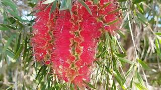 floración del Callistemon I El Sueño Jardín Botánico [upl. by Nataline270]