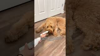 Desensitizing your dog to nail trimmings [upl. by Culbert]