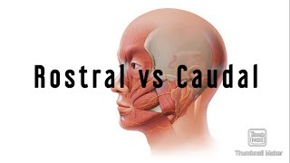 Human anatomy basics ROSTRAL VS CAUDAL  Daily medicine [upl. by Garmaise]