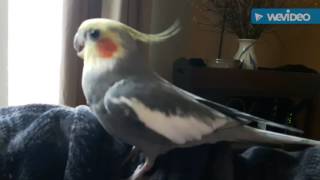 Cockatiel beatboxing [upl. by Yaral]