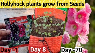 Tips To Grow Hollyhock From Seeds in 3 days  How to grow Hollyhock from seeds AZ Details [upl. by Fancie280]