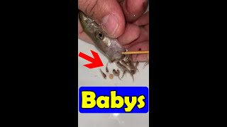 Dimidiochromis compressiceps becomes a mother 🥰🐬👍🙏 fishing fish [upl. by Edmanda]