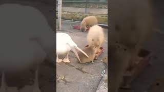 pelican tries to eat capybara and fails miserably [upl. by Perretta]