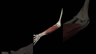 How do hand muscles work how anatomy hand 3danatomy [upl. by Lehcear]