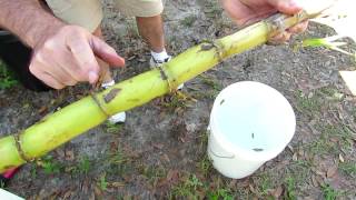 How to Grow Sugar Cane in Your Yard Getting it Started [upl. by Enavi]