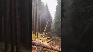 Definition Of Timber Chainsaw Lumber Firewood [upl. by Nnaihs333]