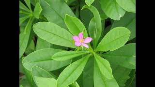 SPIRITUAL AND PHYSICAL USES OF WATER LEAVES BOKOBOKO [upl. by Hungarian]