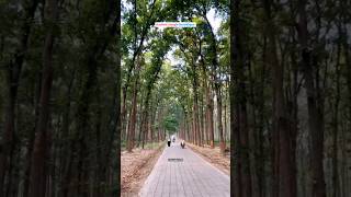 Kusmi Jungle  gorakhpur shorts song ytshorts ytshortsindia music jubinnautiyal arijitsingh [upl. by Fernas]