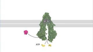 Drug Export by the Multi Drug Resistance Pump [upl. by Clemence168]